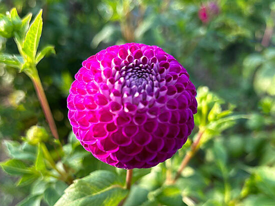 Dālija 'Oreti Duke'